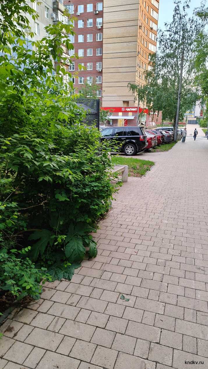 Борщевик на ул. Верхне-Печерская